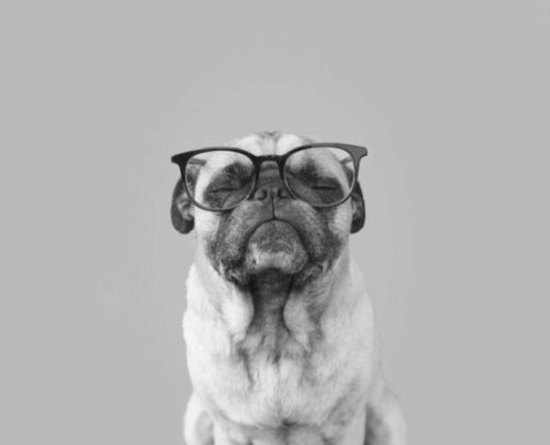 Dog wearing glasses