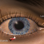 Dry Eye Diagram